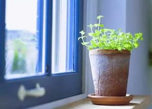 植物降噪， 不只是种树那么简单