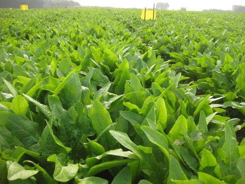 高效防治多花黄精病虫害，保障农业丰收