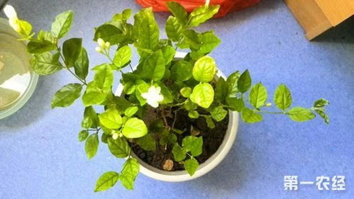 茉莉叶子发黄，是肥料惹的祸？还是养护不当？