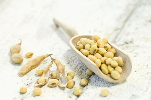 贝莱斯芽孢杆菌大豆发酵产物提取物对肠道健康有什么具体作用？