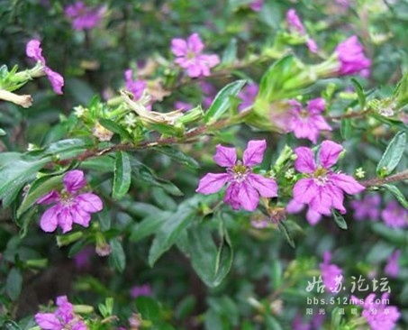 金黄色的五瓣花儿