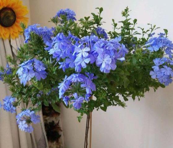 矮牵牛：花开三季，轻轻松松养成花球