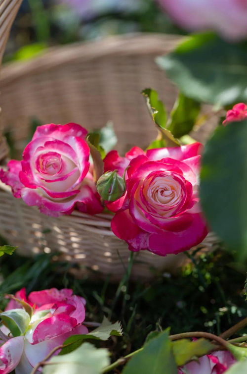 红双喜：红白条纹的丰花之选