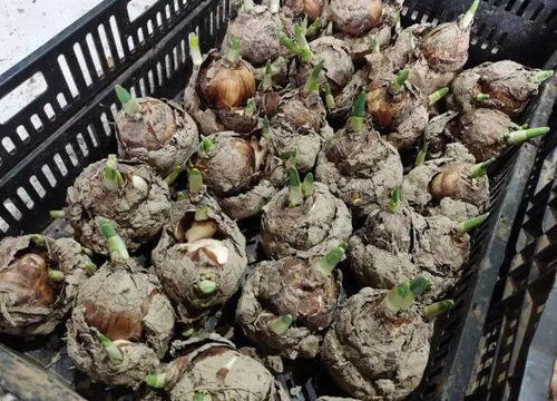 石英砂在多肉种植中如何发挥神器作用