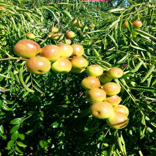 吡虫啉，是个啥玩意儿？