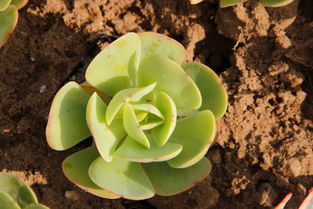 种业小镇的花草世界