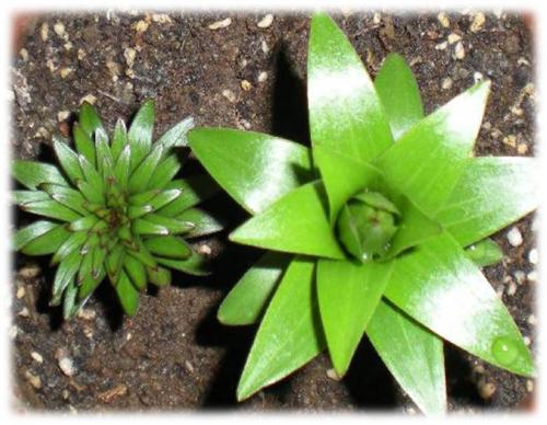 香水百合开花的奥秘