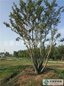 一、丛生红叶李怎么种植