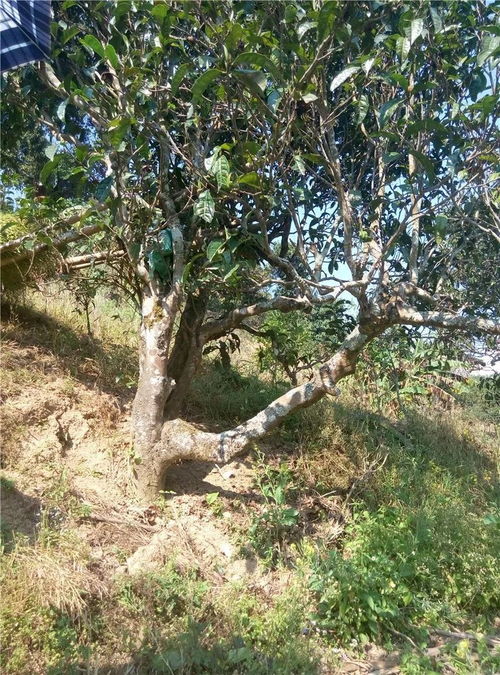 古茶树管养