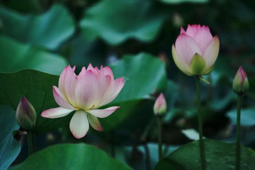 芙蓉花在水下生长，其根系是如何适应水生环境的