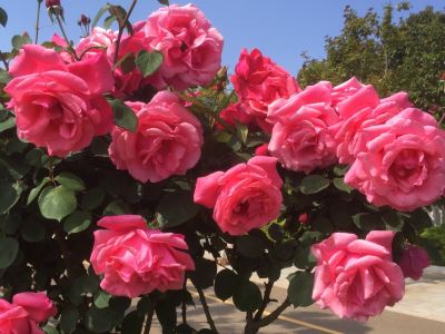 玫瑰价格波动， 市场动态了解一下