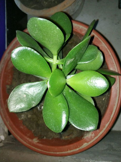 精准修剪， 消毒彳艮重要