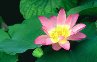 控制温度，确保荷花不受冻害