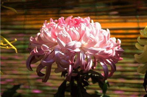 第五步：浇水与施肥