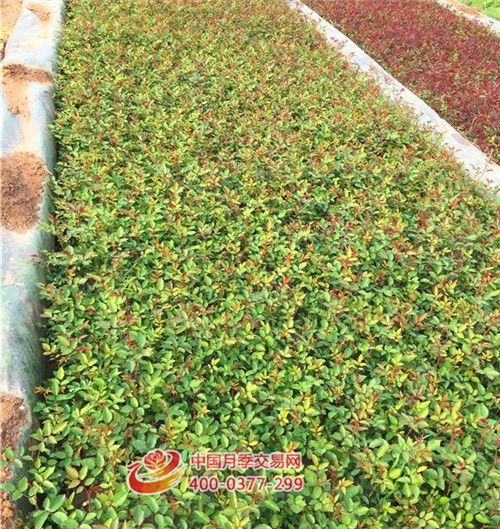 发酵有机肥， 补充养分