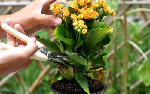 科学补水， 锦晃星的健康