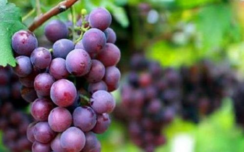 蓝莓种植：家庭阳台的绿意