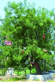 五针松：千年古树的秘密