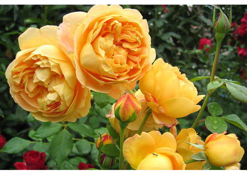 月季花：庭院公园的美丽守护者