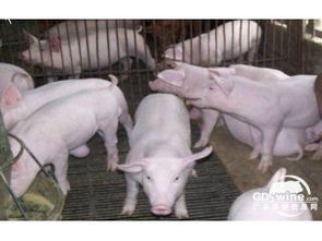 哺乳母猪预混料中，钙磷比例对母猪饲料配方有何影响？