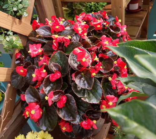 如何选择和保养玫瑰花