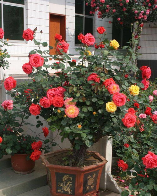 月季长不好的原因：根系的问题