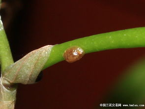 石斛里怎么会有虫子？