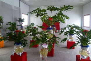 水培植物需要多久换一次净水片，才能保证水质和植物健康