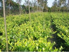 三、外观上的差异