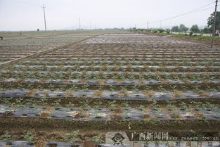 西红柿幼苗培育时如何根据种植方法调整光照和水分