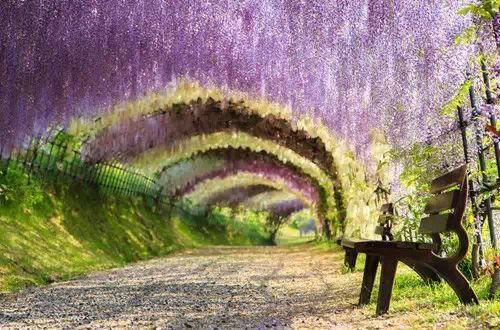 紫藤花的花语传承中，它所代表的浪漫与永恒