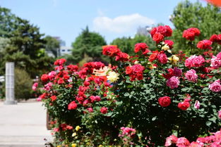 日和月季的冬季守护