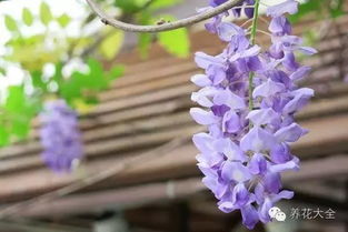 紫藤移植的细节讲究