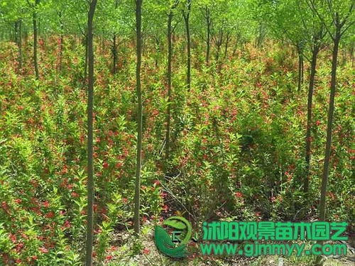 红王子锦带花开花盛况