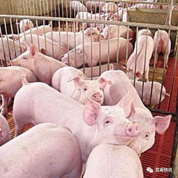 莒南生猪价格是多少？莒南生猪最新报价是多少一公斤？