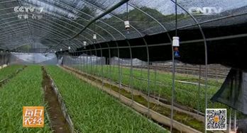 种植白芨真的能赚钱吗？市场前景和盈利空间如何