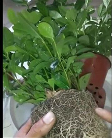 栀子花宜深盆种植，更利于根系发展