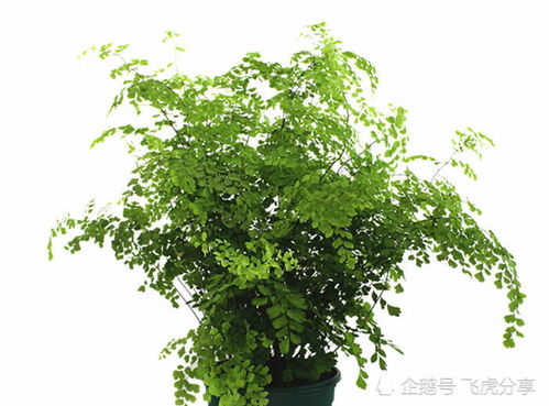 桂花的美化与净化作用