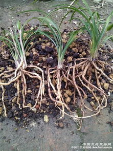 桃花枝使用生根粉后一般几天可以长出根系？