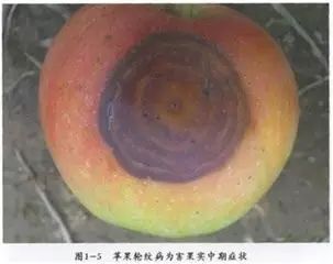 农业病害控制的守护者：嘧菌腈与吡唑醚菌酯