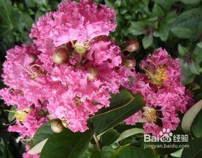 园林应用与价格