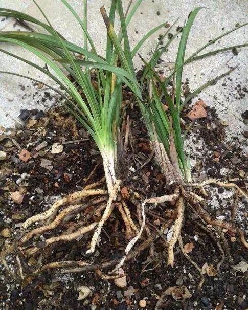 兰花分株分苗简单， 但要细心