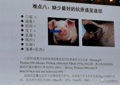 猪腹泻PEDV混合感染加剧，防控难题如何破解？