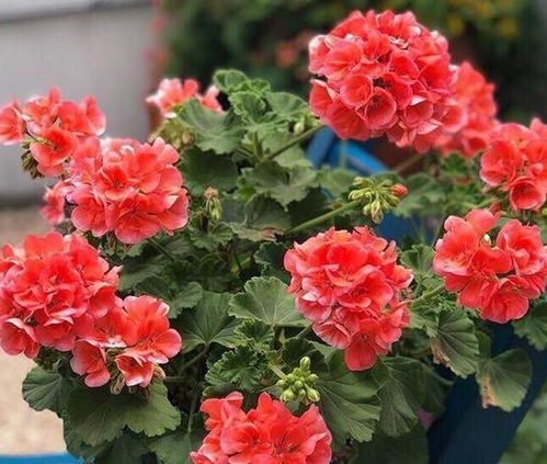 天竺葵的根系需求：探索最适合种植它的花盆类型