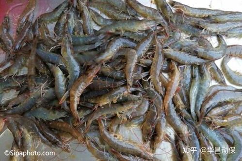 养什么虾比较好，适合在南方地区养殖的虾种有哪些？