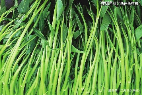 韭菜的种植与养护