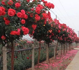 气候：雨水的魔法