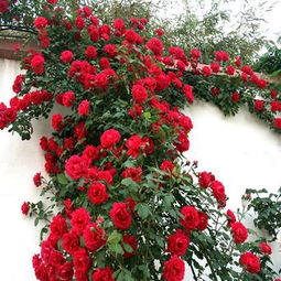 南方多雨带，如何种植不烂根？