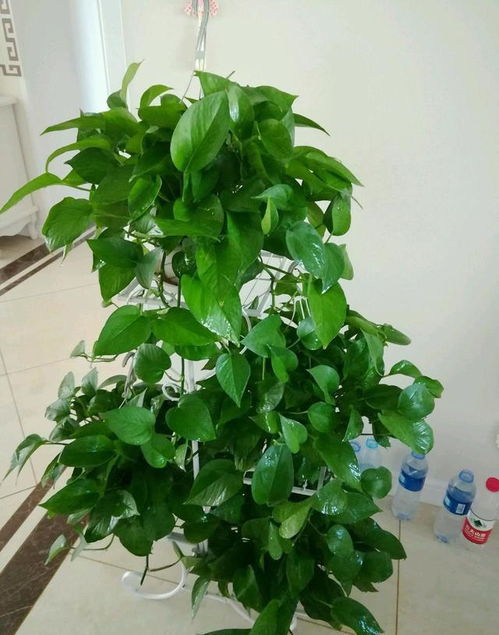 室内养水葫芦好不好？小心这些问题找上门
