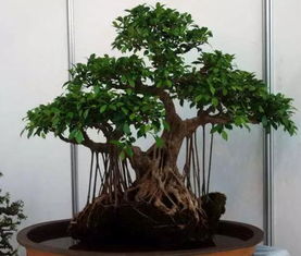 榕树为何突然掉叶？